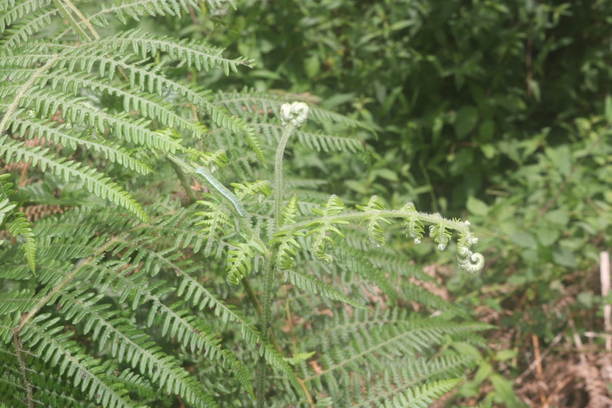 Pteridium revolutum  (Blume) Nakai